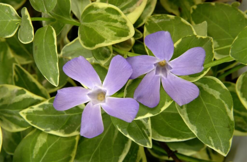 Vinca High Color Danziger