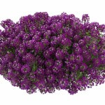 lobularia-purple-stream