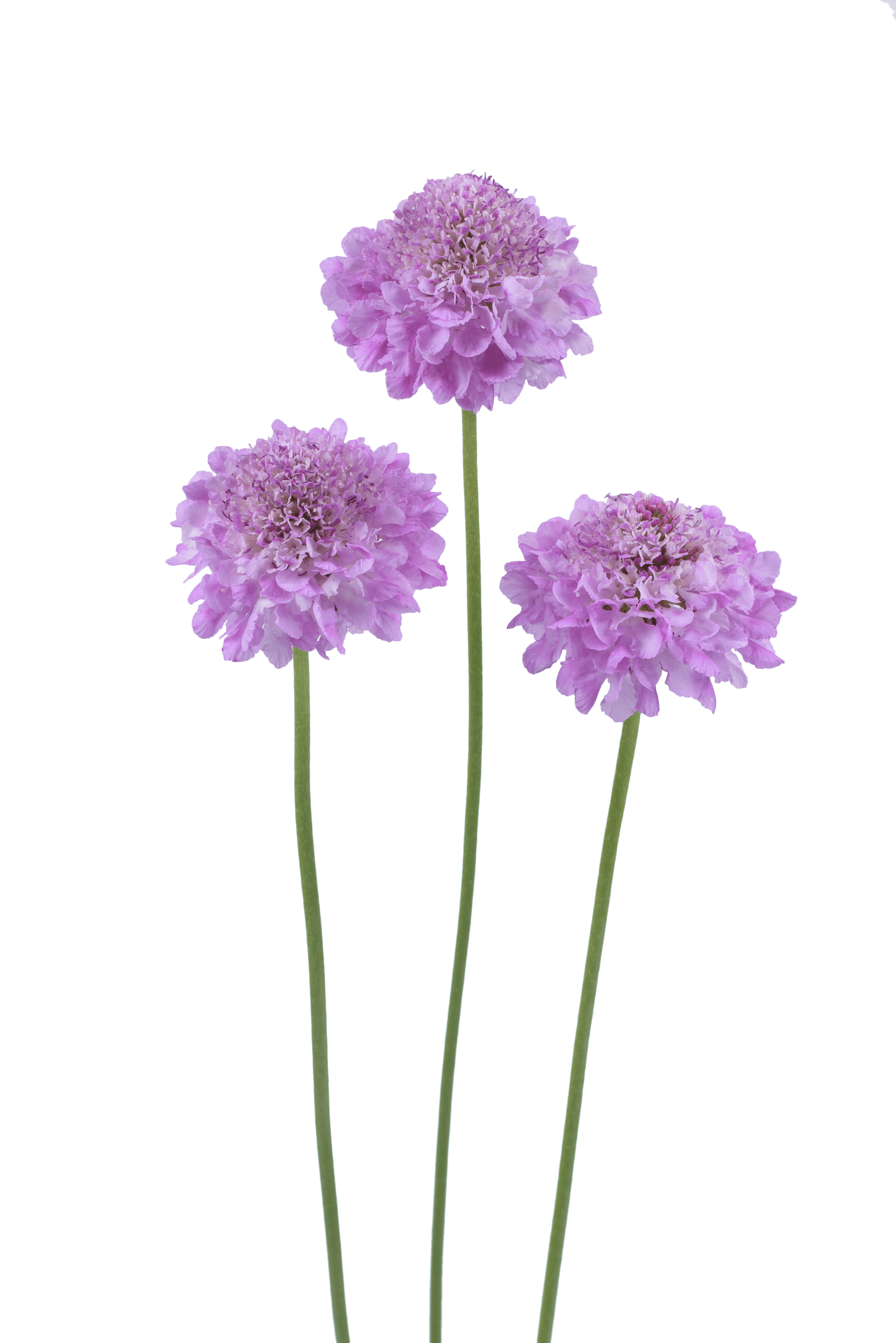 Scabiosa Scoop Series: Pincushion Flower - Cut Flowers | Danziger