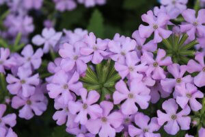 Verbena-Vanessa™ compact lavender