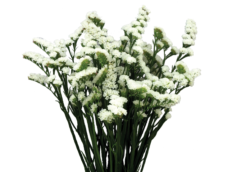 white limonium flower
