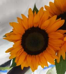 Sunflower 1517
